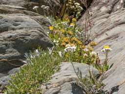 Grossglocknergebiet - Blumen